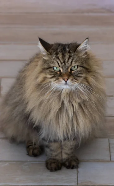 Μακριά μαλλιά γάτα της Σιβηρίας φυλή στη χαλάρωση έξω. Καθαρόαιμο γατάκι, υποαλλεργικό ζώο — Φωτογραφία Αρχείου