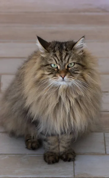 Langhaarige Katze sibirischer Rasse im Freien. reinrassiges Kätzchen, hypoallergenes Tier — Stockfoto