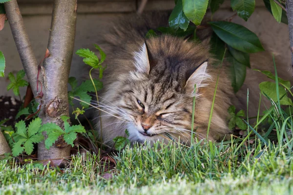 屋外でリラックスしてシベリアの繁殖の長い髪の猫。純粋な子猫、低アレルギー動物 — ストック写真