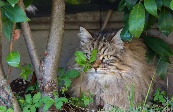 Długowłosy kot syberyjskiej rasy w relaks na świeżym powietrzu. Purebred Kitten, zwierzę hipoalergiczne — Zdjęcie stockowe