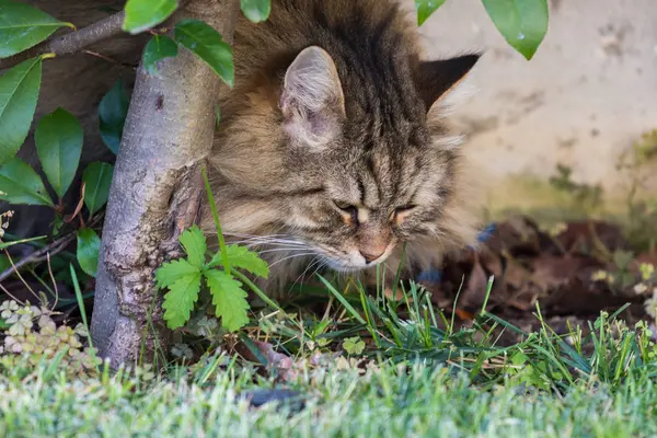 屋外でリラックスしてシベリアの繁殖の長い髪の猫。純粋な子猫、低アレルギー動物 — ストック写真