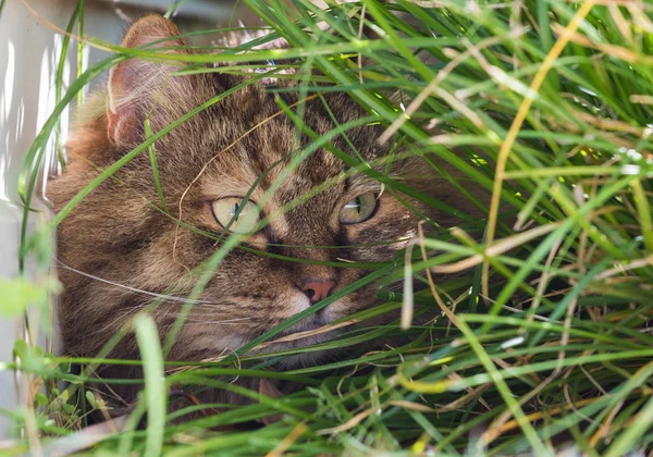 야외에서 휴식을 취하는 시베리아 품종의 긴 머리 고양이. 순종 고양이, 저자극성 동물 — 스톡 사진