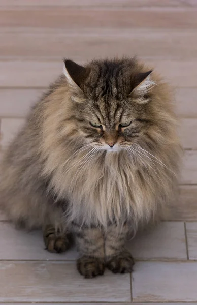 Langhaarige Katze sibirischer Rasse im Freien. reinrassiges Kätzchen, hypoallergenes Tier — Stockfoto
