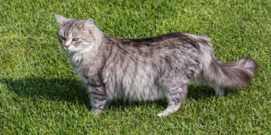 Bir bahçede güzel sibirya kedisi, çim yeşil üzerinde oynuyor