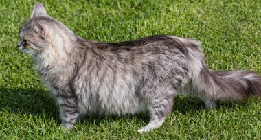 Bir bahçede güzel sibirya kedisi, çim yeşil üzerinde oynuyor