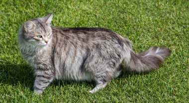 Bir bahçede güzel sibirya kedisi, çim yeşil üzerinde oynuyor