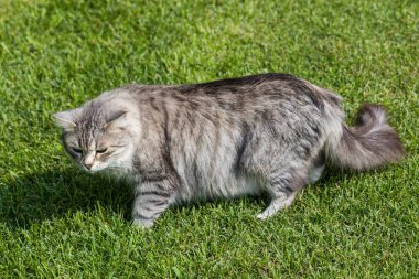 Bir bahçede güzel sibirya kedisi, çim yeşil üzerinde oynuyor
