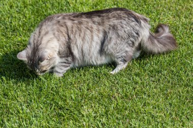 Bir bahçede güzel sibirya kedisi, çim yeşil üzerinde oynuyor