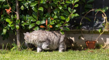 Bir bahçede güzel sibirya kedisi, çim yeşil üzerinde oynuyor