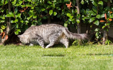Bir bahçede güzel sibirya kedisi, çim yeşil üzerinde oynuyor