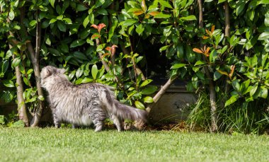 Bir bahçede güzel sibirya kedisi, çim yeşil üzerinde oynuyor