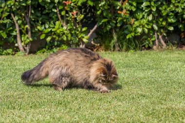 Bir bahçede güzel sibirya kedisi, çim yeşil üzerinde oynuyor