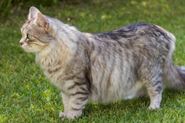 Bir bahçede güzel sibirya kedisi, çim yeşil üzerinde oynuyor