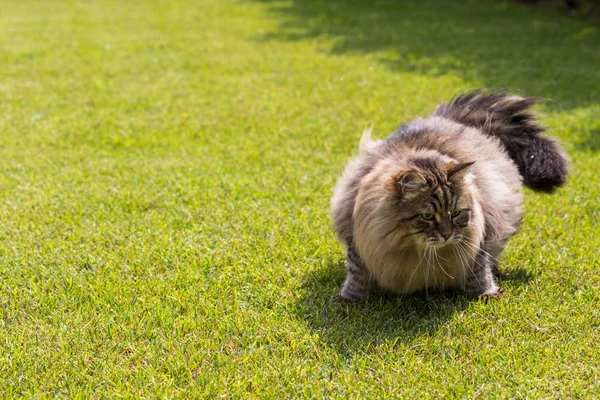 Bir bahçede güzel sibirya kedisi, çim yeşil üzerinde oynuyor — Stok fotoğraf