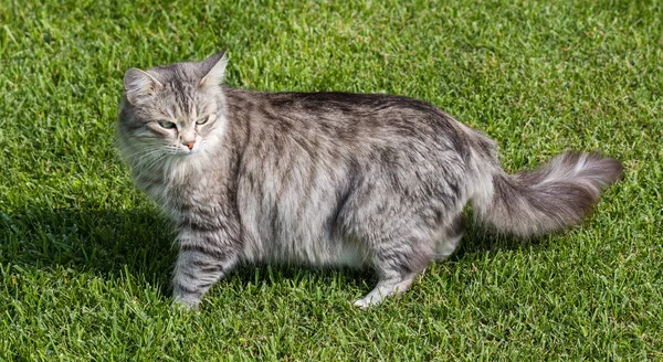 Bir bahçede güzel sibirya kedisi, çim yeşil üzerinde oynuyor