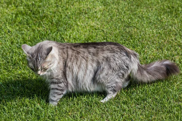 Mooie Siberische kat in een tuin, spelen op het grasgroen — Stockfoto