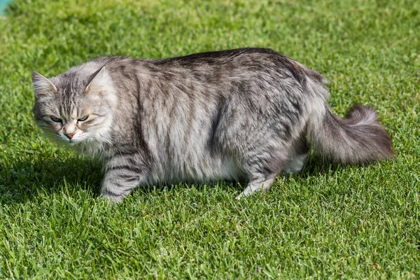 Сибирский кот в саду, играющий на зеленой траве — стоковое фото