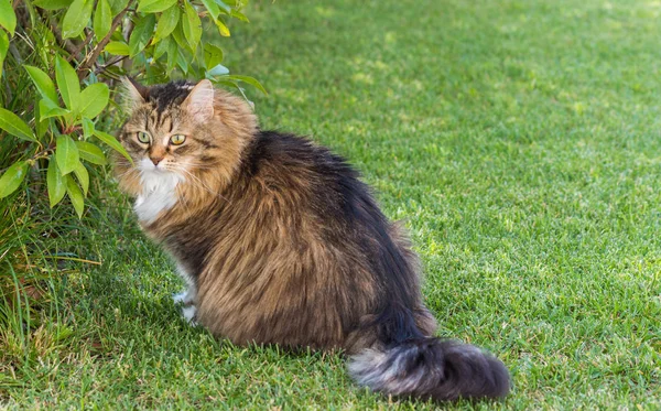 Сибирский кот в саду, играющий на зеленой траве — стоковое фото