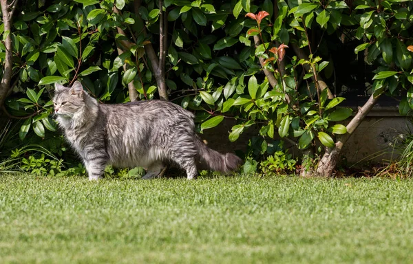 Bellissimo gatto siberiano in un giardino, che gioca sull'erba verde — Foto Stock