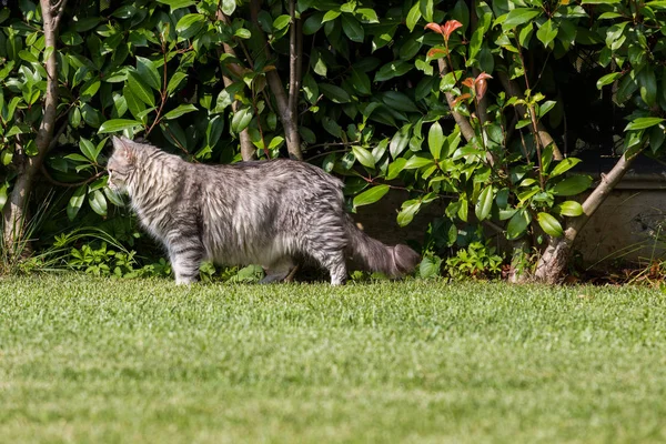 Gato siberiano bonito em um jardim, jogando na grama verde — Fotografia de Stock