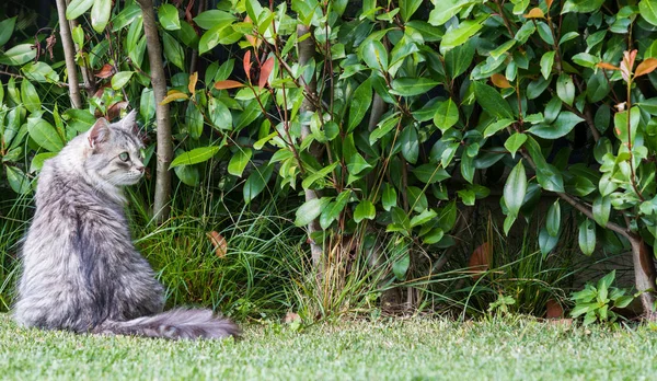 Bellissimo gatto siberiano in un giardino, che gioca sull'erba verde — Foto Stock
