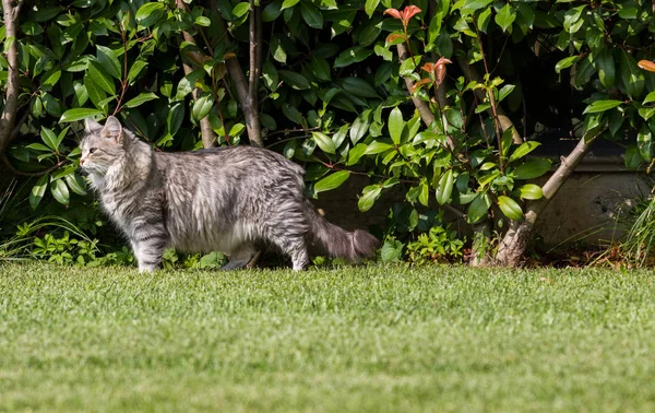 Vacker Sibirisk katt i en trädgård, leka på gräset grönt — Stockfoto