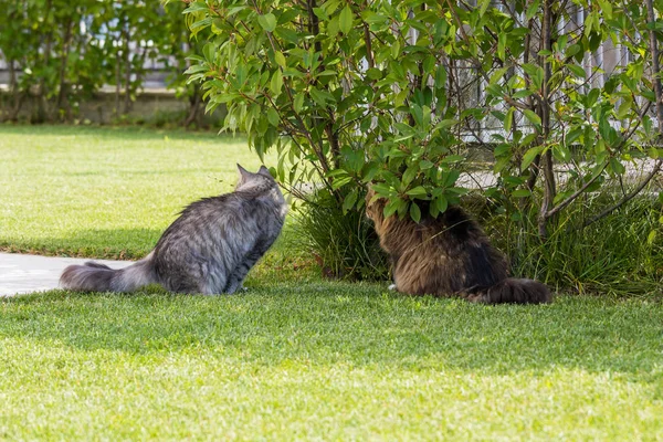 Bellissimo gatto siberiano in un giardino, che gioca sull'erba verde — Foto Stock