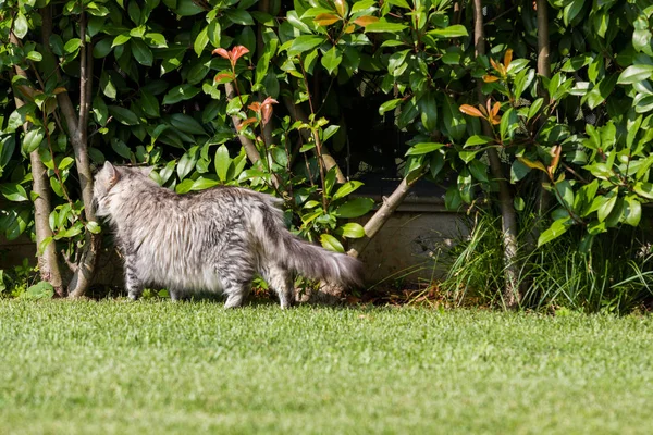 Gato siberiano bonito em um jardim, jogando na grama verde — Fotografia de Stock