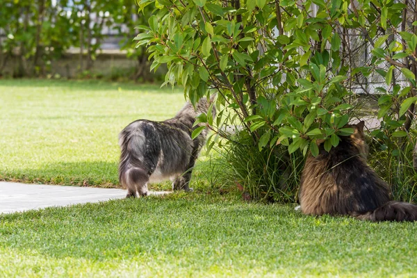 Hermoso gato siberiano en un jardín, jugando en la hierba verde — Foto de Stock