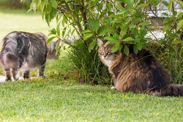 Vacker Sibirisk katt i en trädgård, leka på gräset grönt — Stockfoto