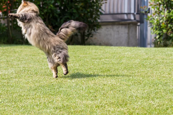 Gato siberiano bonito em um jardim, jogando na grama verde — Fotografia de Stock