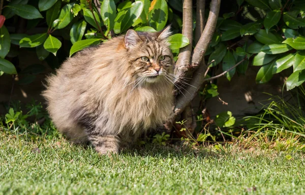 Vacker Sibirisk katt i en trädgård, leka på gräset grönt — Stockfoto