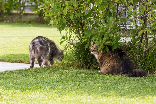 Krásná sibiřská kočka v zahradě, hrající na travnatou zelenou — Stock fotografie