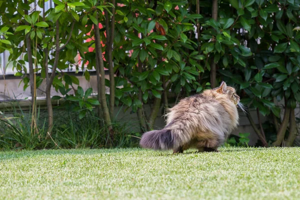 Schöne sibirische Katze im Garten, die auf dem grünen Gras spielt — Stockfoto