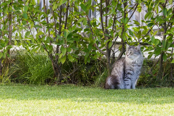 Hermoso gato siberiano en un jardín, jugando en la hierba verde — Foto de Stock