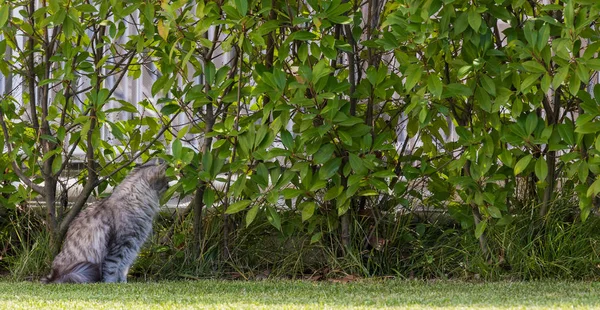 Hermoso gato siberiano en un jardín, jugando en la hierba verde —  Fotos de Stock
