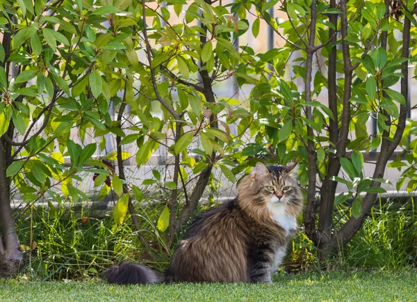 Gato siberiano bonito em um jardim, jogando na grama verde — Fotografia de Stock