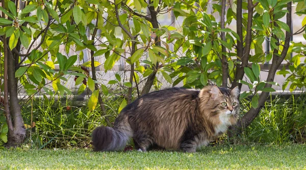 Vacker Sibirisk katt i en trädgård, leka på gräset grönt — Stockfoto