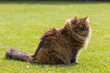 Bir bahçede güzel sibirya kedisi, çim yeşil üzerinde oynuyor