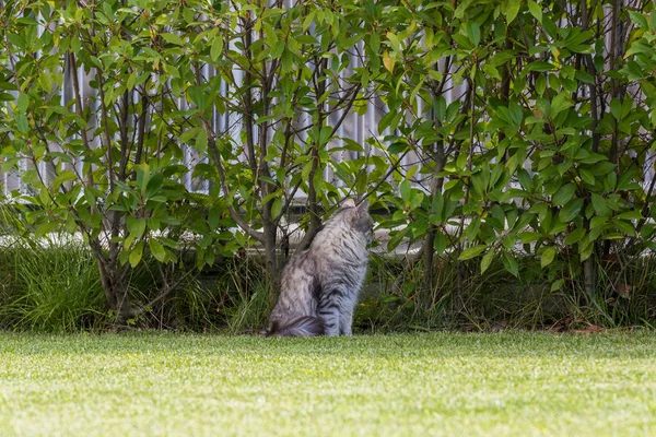 Gato siberiano bonito em um jardim, jogando na grama verde — Fotografia de Stock