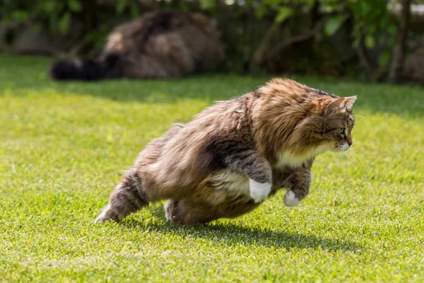 Beau chat sibérien dans un jardin, jouant sur l'herbe verte — Photo