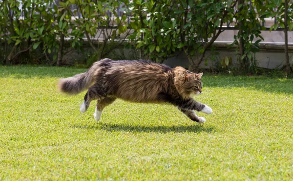 Mooie Siberische kat in een tuin, spelen op het grasgroen — Stockfoto