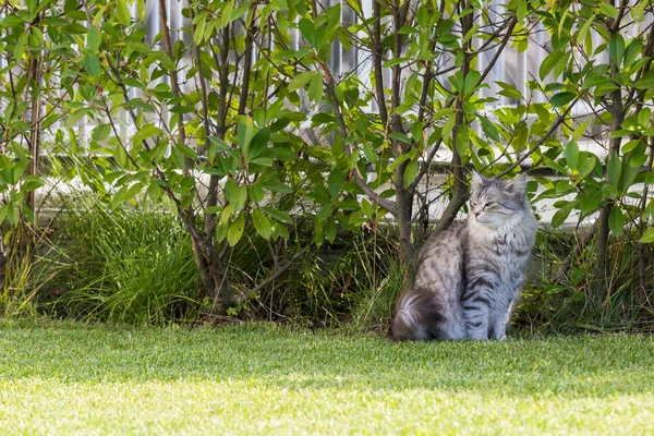 Piękny syberyjski kot w ogrodzie, grając na zielonej trawie — Zdjęcie stockowe