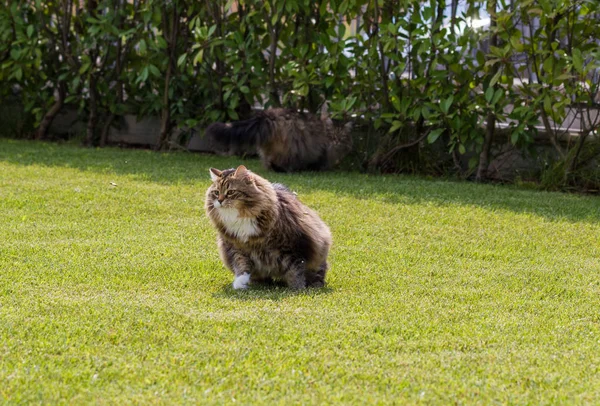 Hermoso gato siberiano en un jardín, jugando en la hierba verde — Foto de Stock