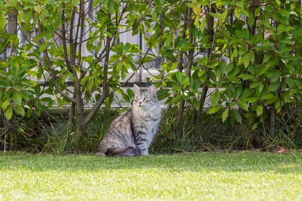 Hermoso gato siberiano en un jardín, jugando en la hierba verde — Foto de Stock