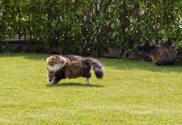 Gato siberiano bonito em um jardim, jogando na grama verde — Fotografia de Stock