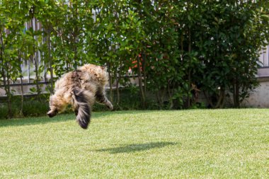 Bir bahçede güzel sibirya kedisi, çim yeşil üzerinde oynuyor