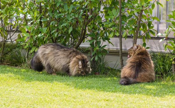 Gato siberiano bonito em um jardim, jogando na grama verde — Fotografia de Stock