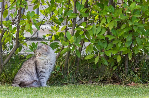 Vacker Sibirisk katt i en trädgård, leka på gräset grönt — Stockfoto