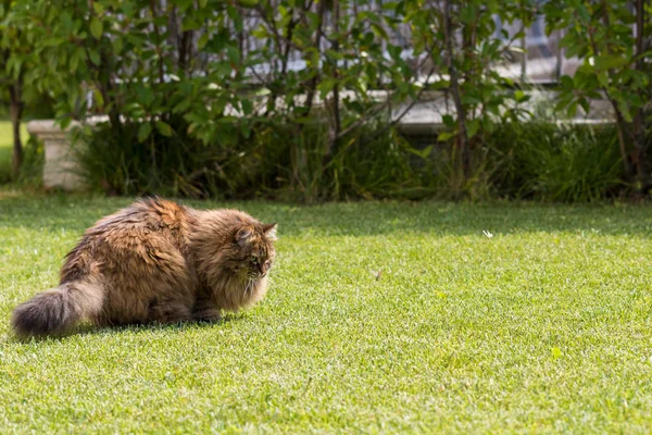 Frumoasă pisică siberiană într-o grădină, jucându-se pe iarba verde — Fotografie, imagine de stoc
